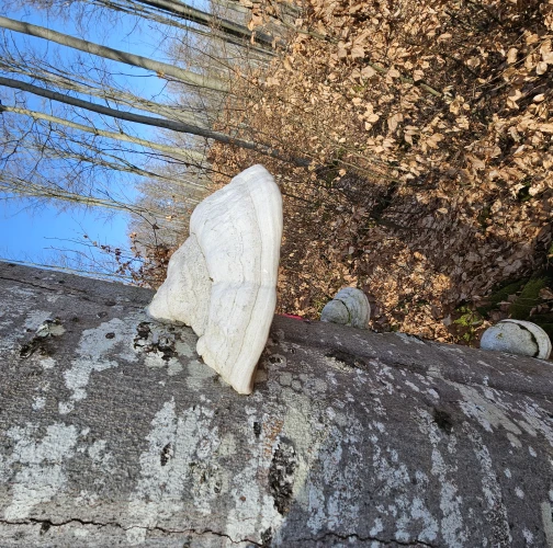 Natália Tarageľová