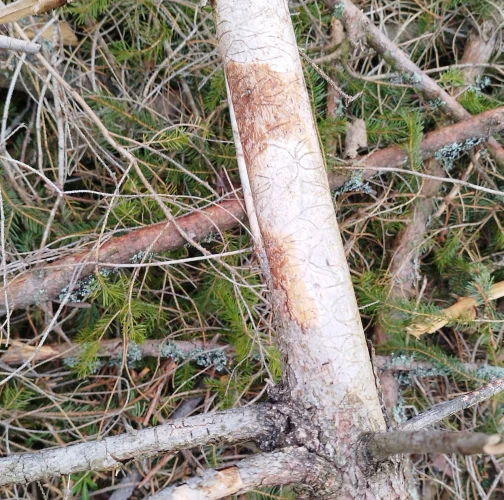  Róbert Víglašský