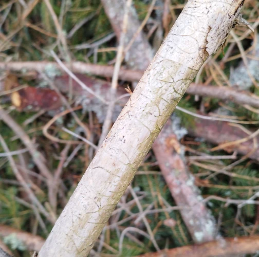  Róbert Víglašský