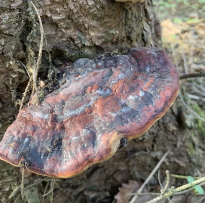 Štefan Alexander Fegyveres