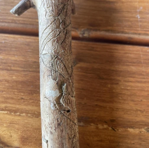 Sára Babinčáková