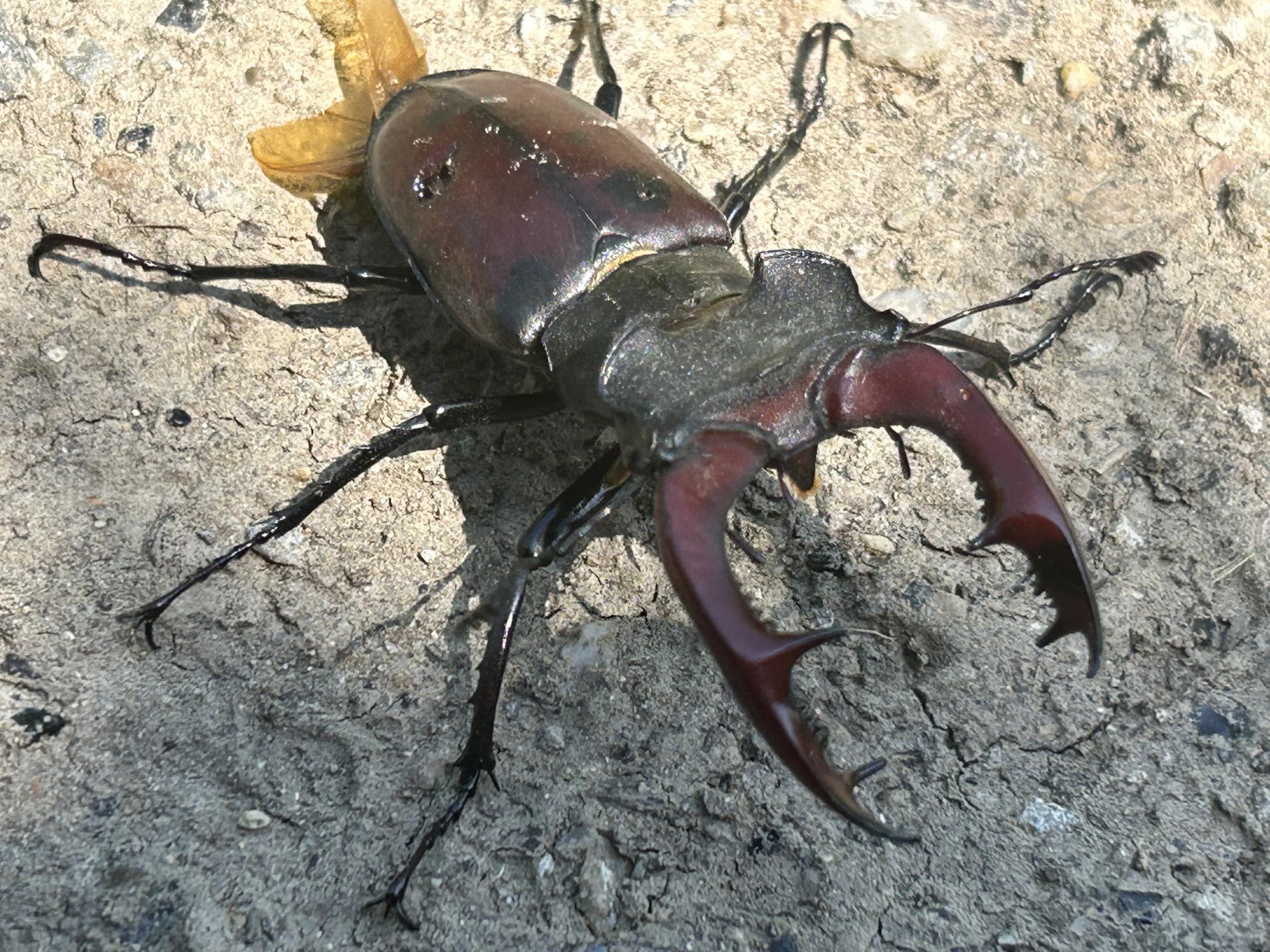 lucanus-cervus