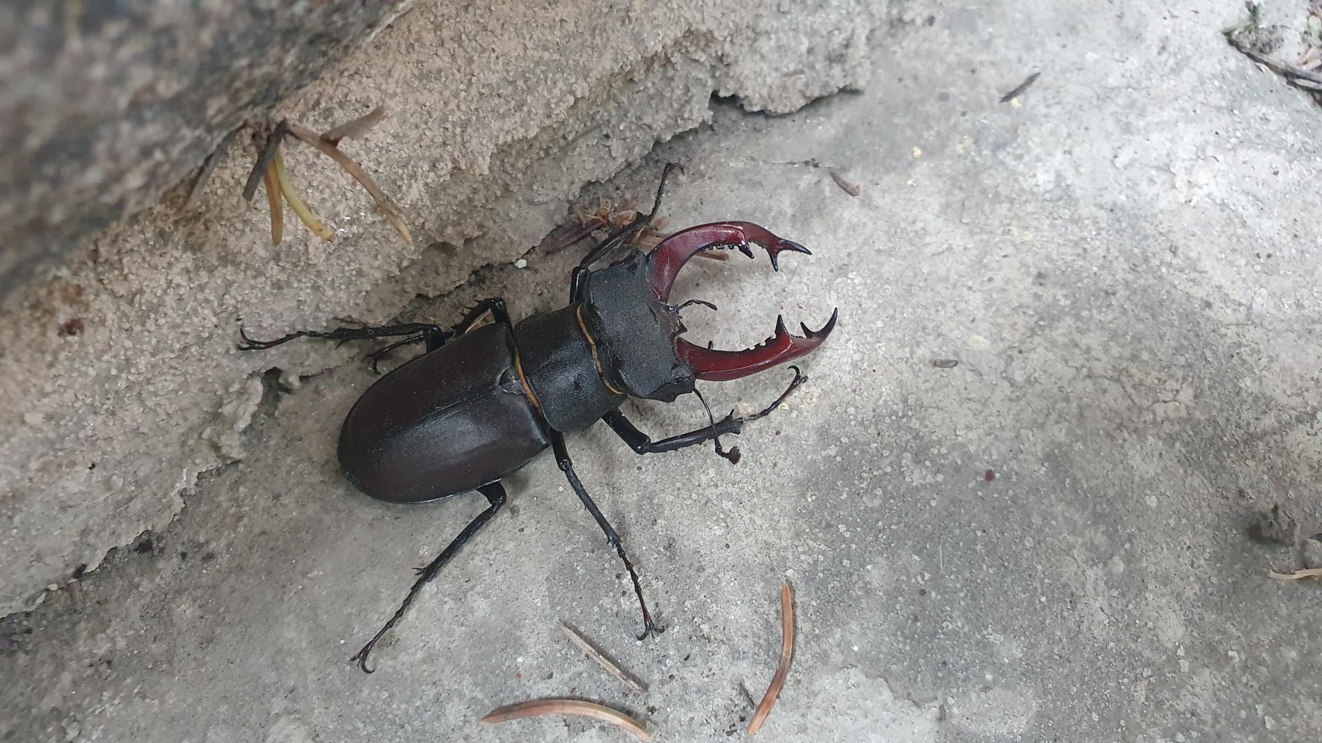lucanus-cervus