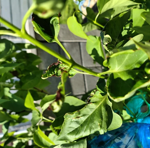  Lucia Harusinec Zaviačičová