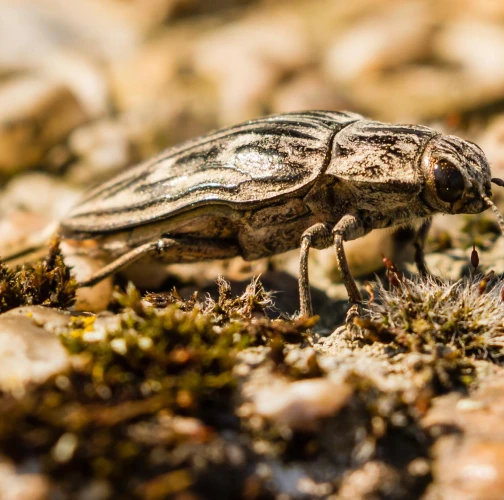  Rudolf Chocholáček