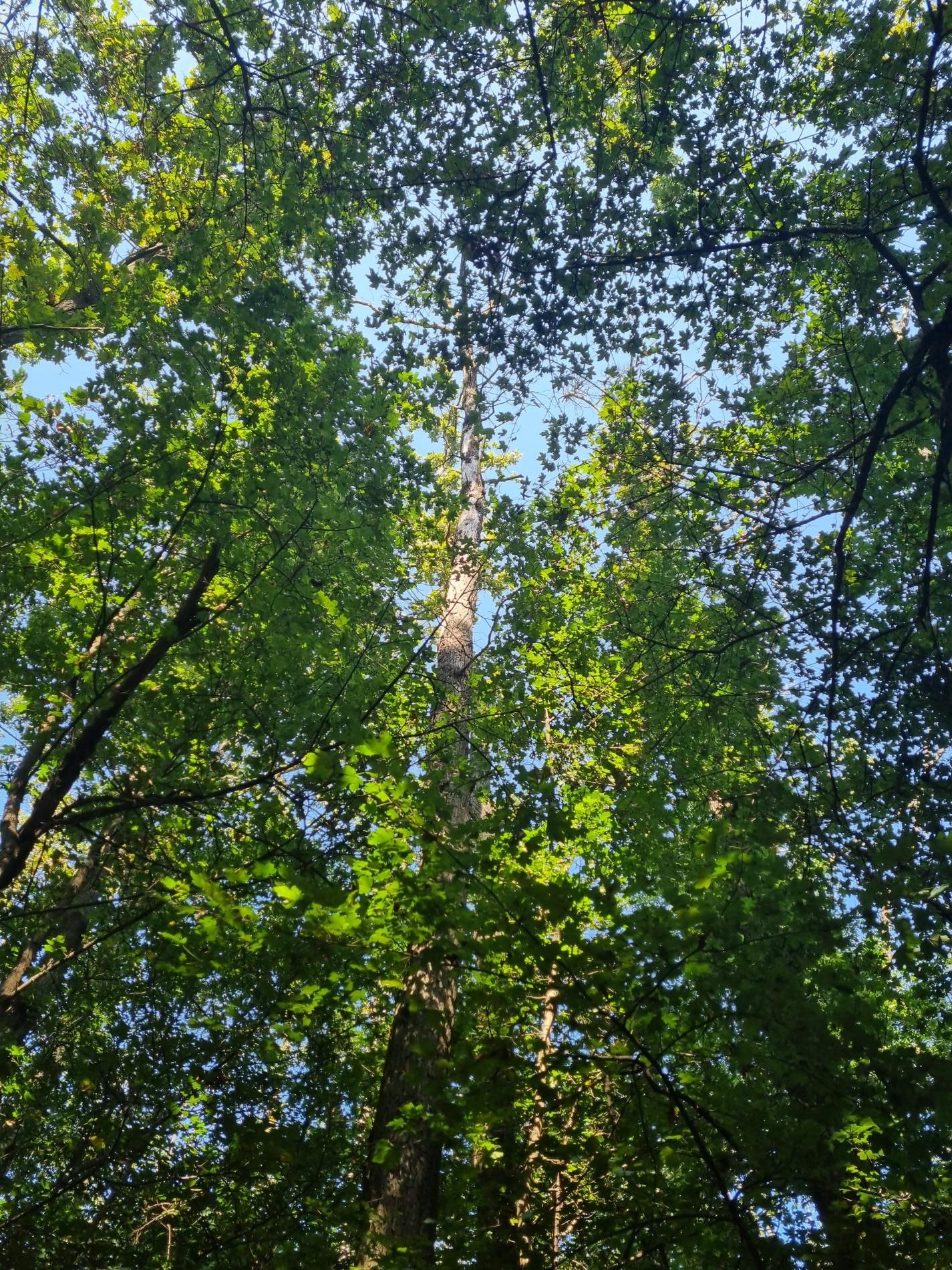 bacteria-incertae-sedis