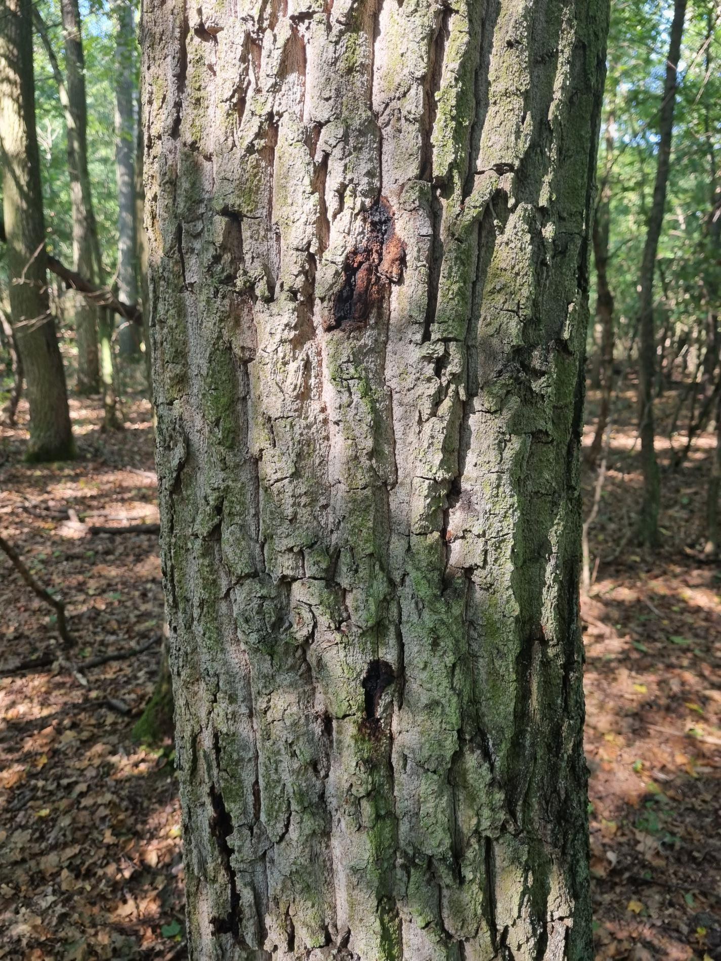 bacteria-incertae-sedis