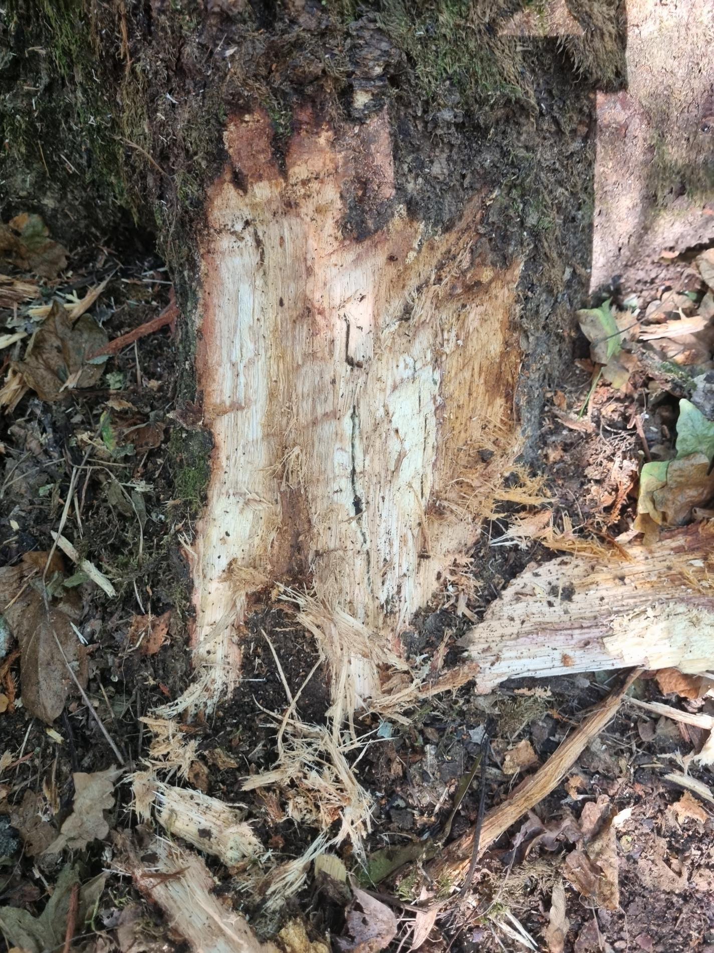 bacteria-incertae-sedis