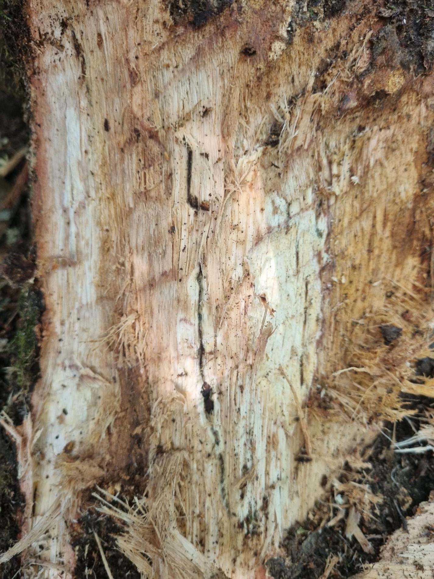 bacteria-incertae-sedis