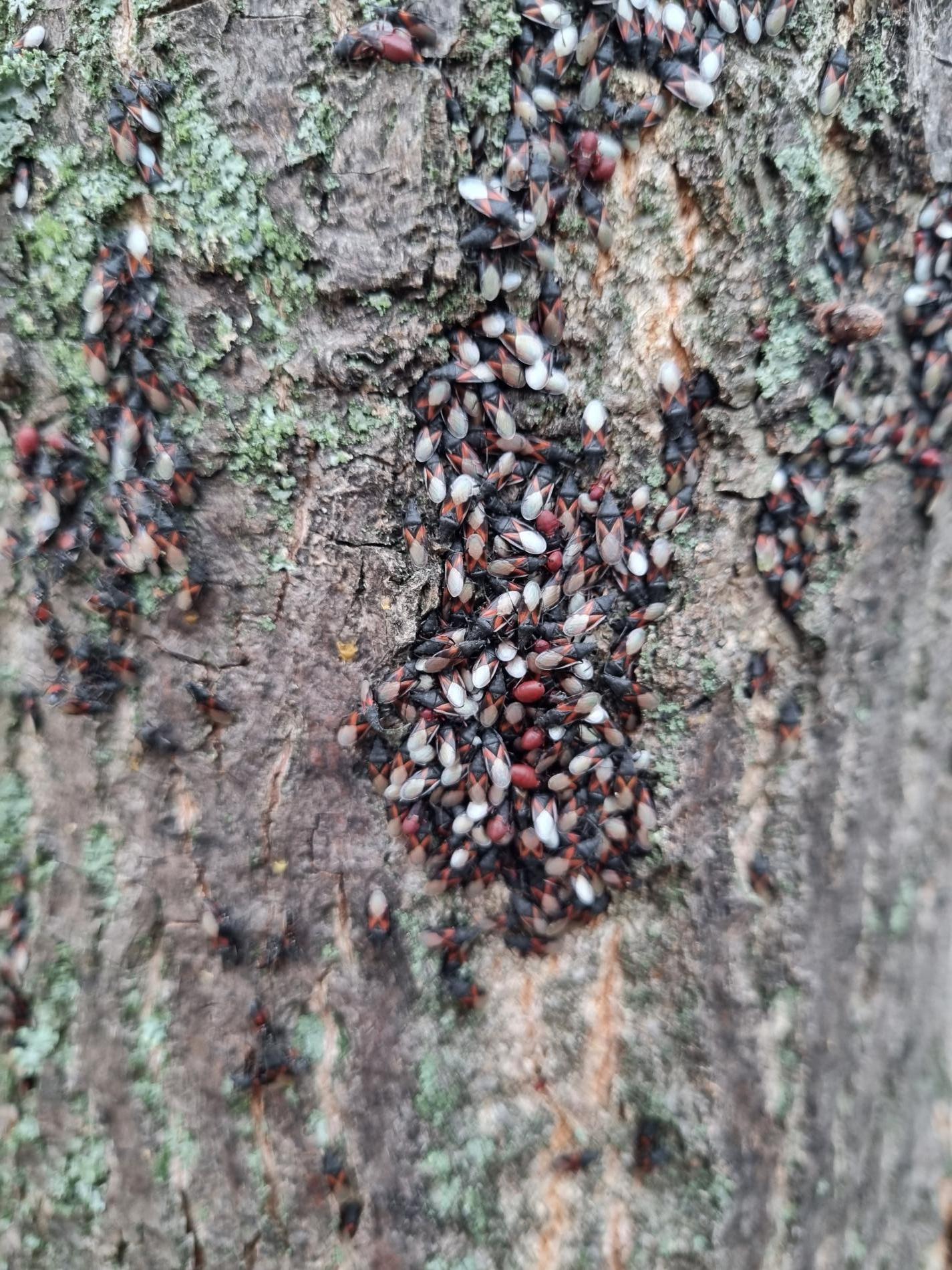 oxycarenus-lavaterae