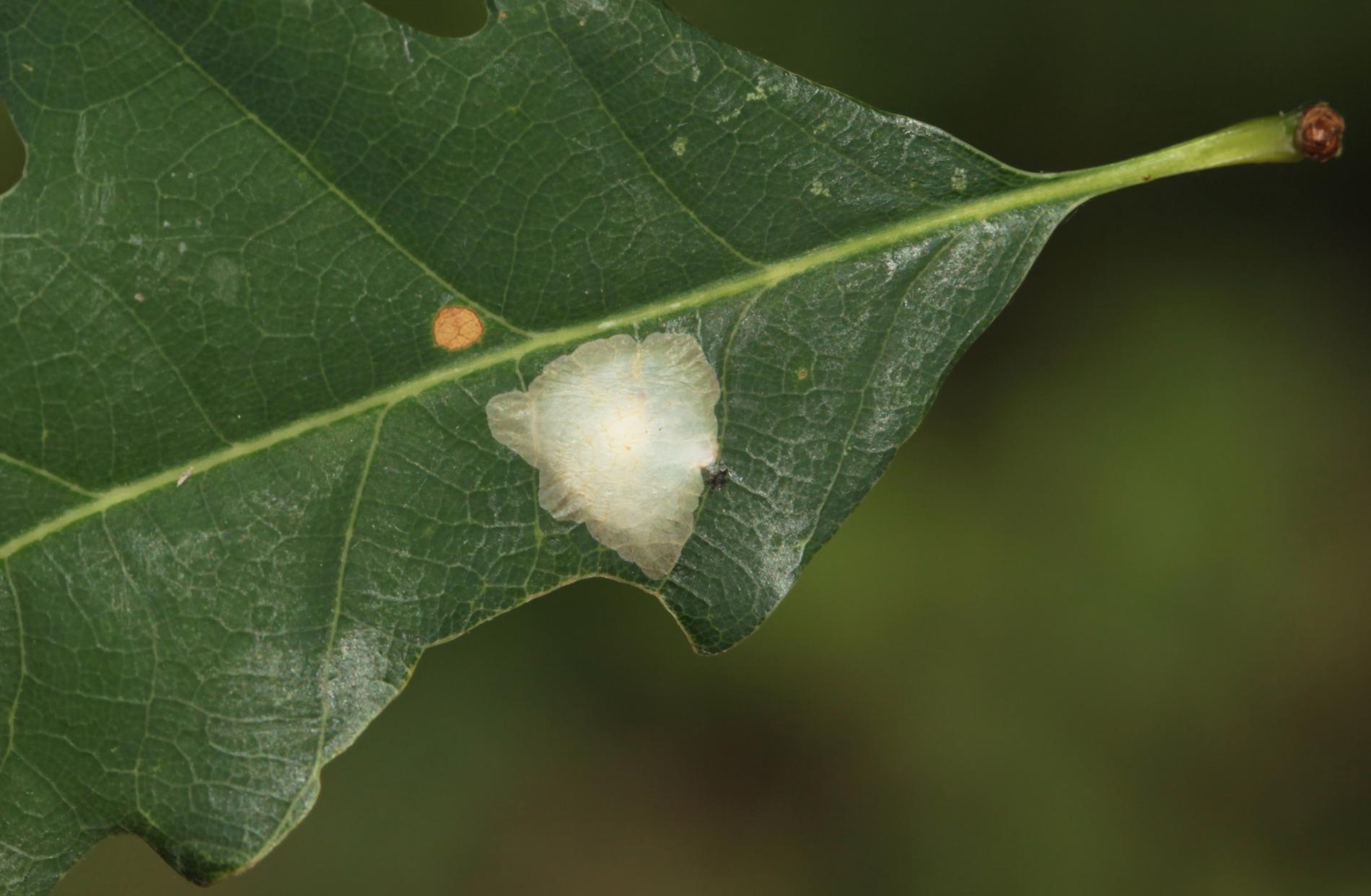 tischeria-ekebladella