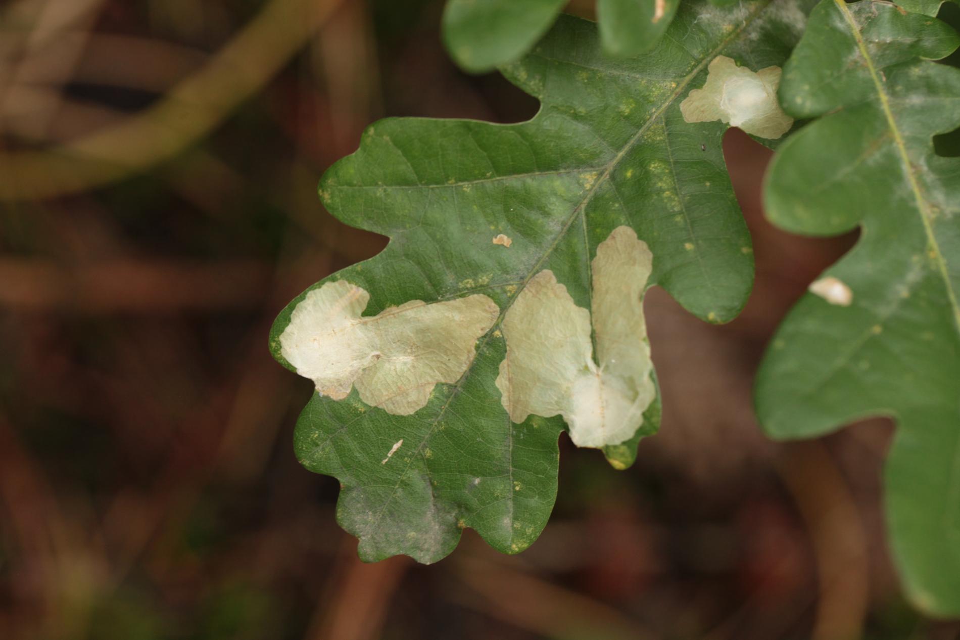 tischeria-ekebladella