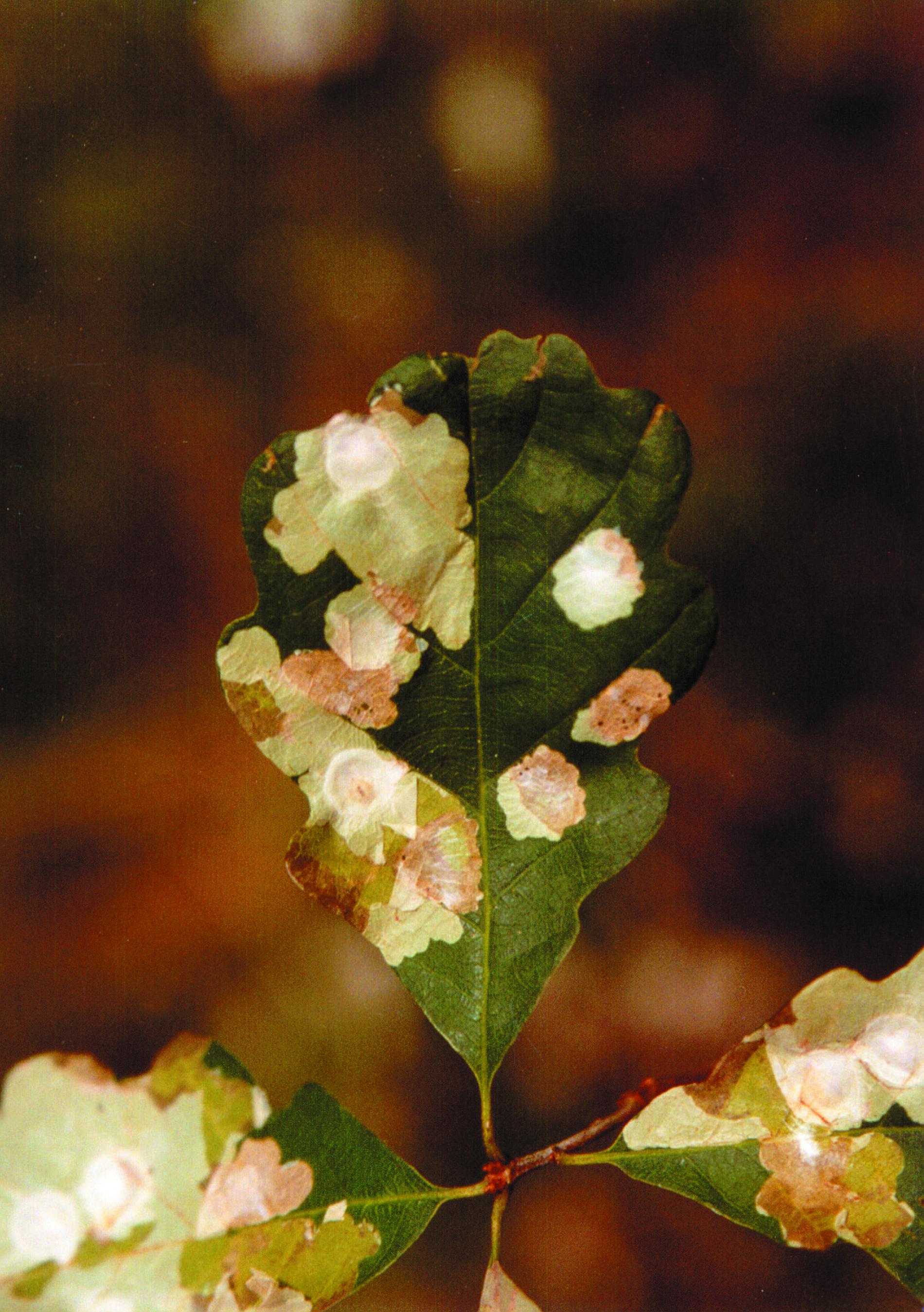tischeria-ekebladella