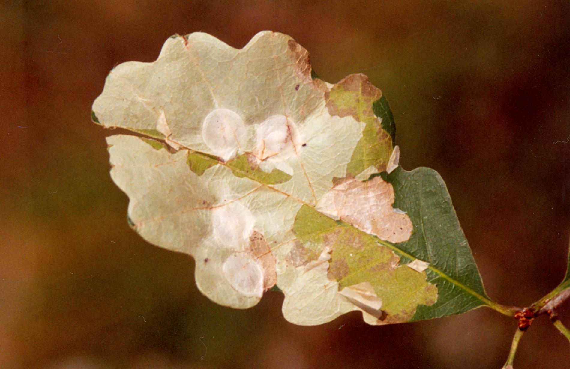 tischeria-ekebladella