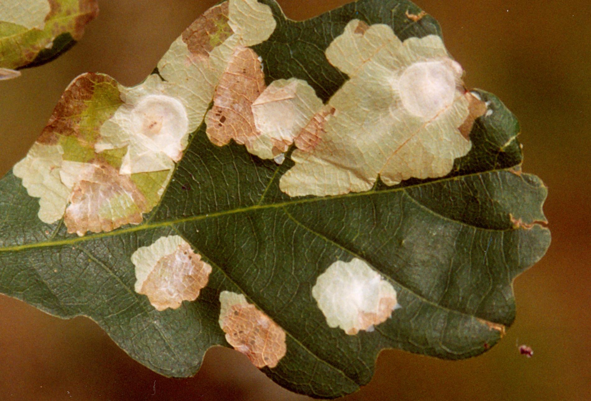 tischeria-ekebladella