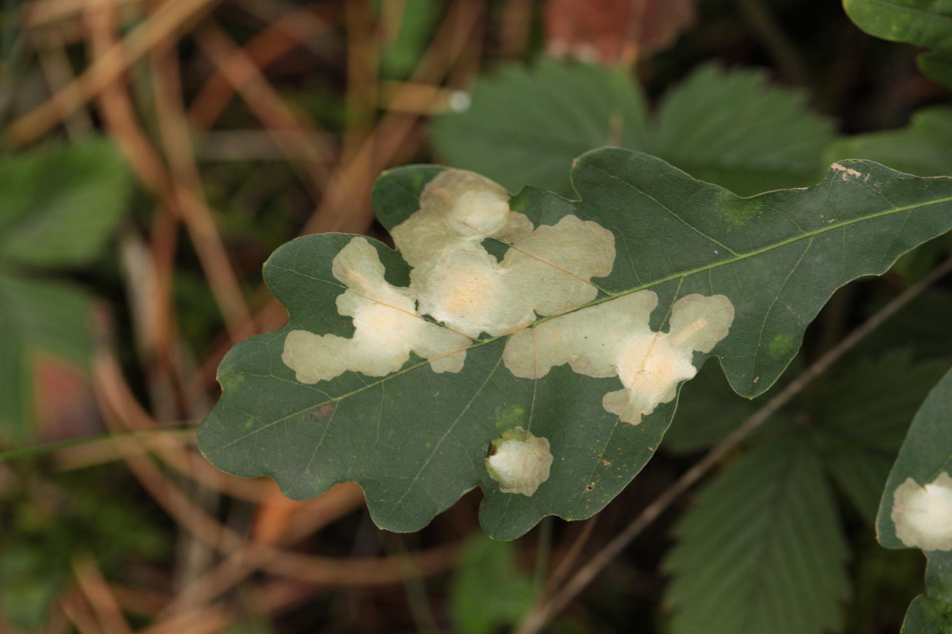 tischeria-ekebladella
