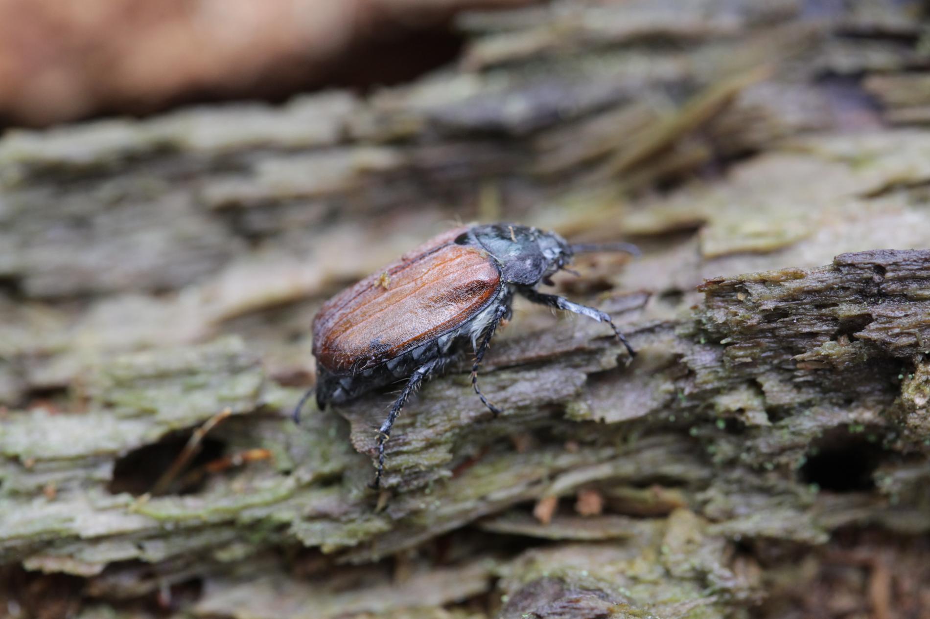 melolontha-hippocastani