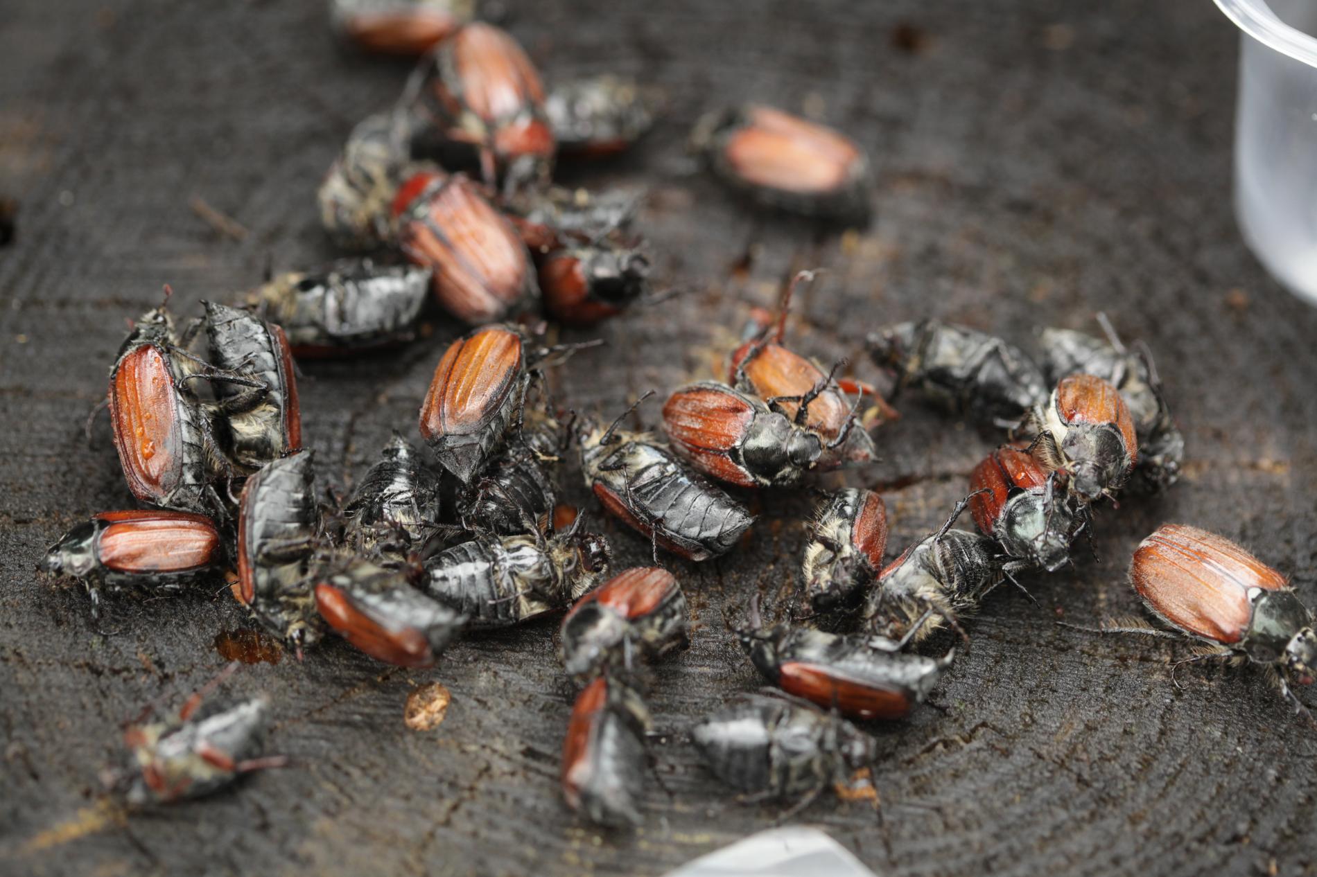 melolontha-hippocastani