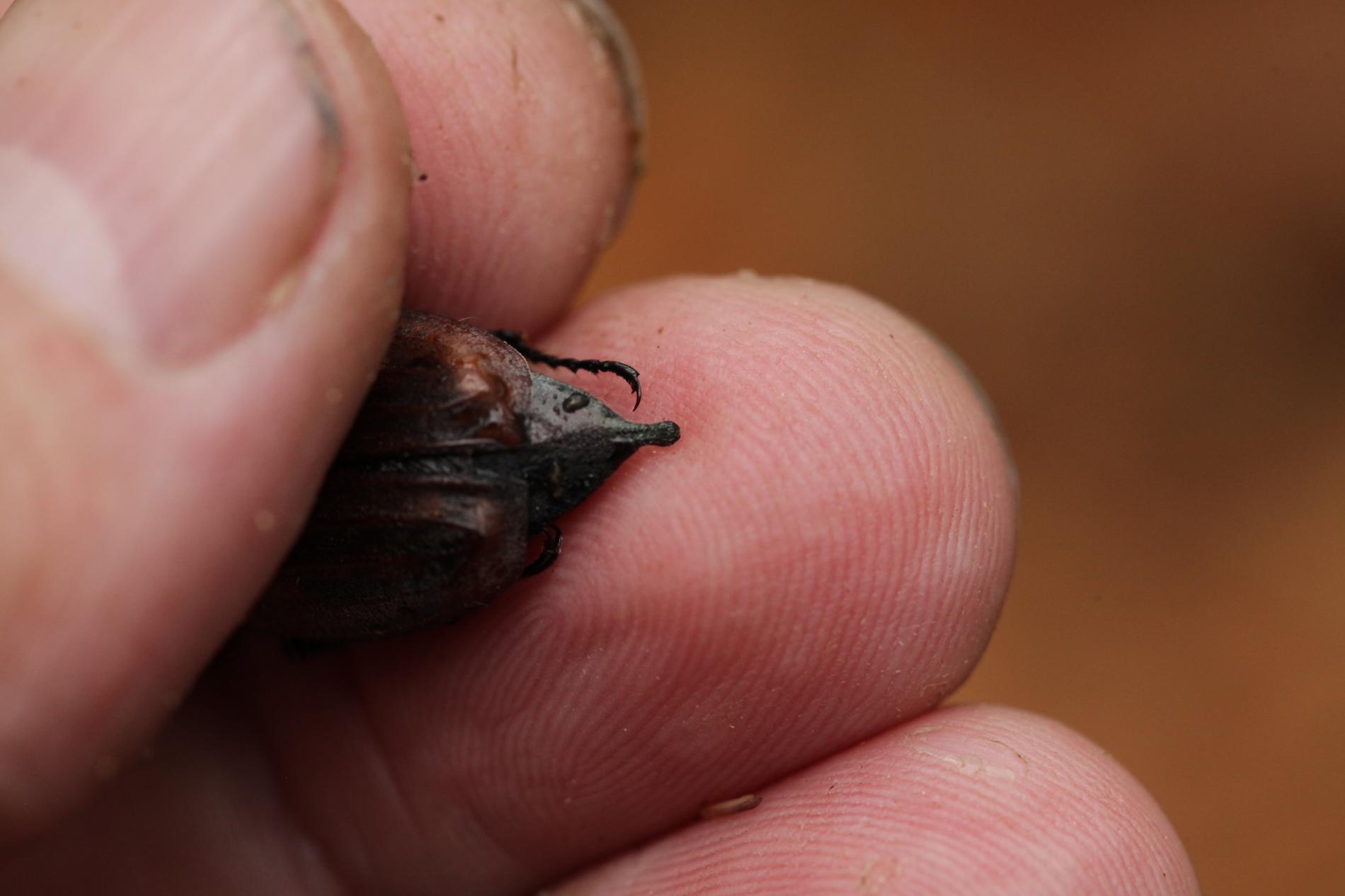 melolontha-hippocastani