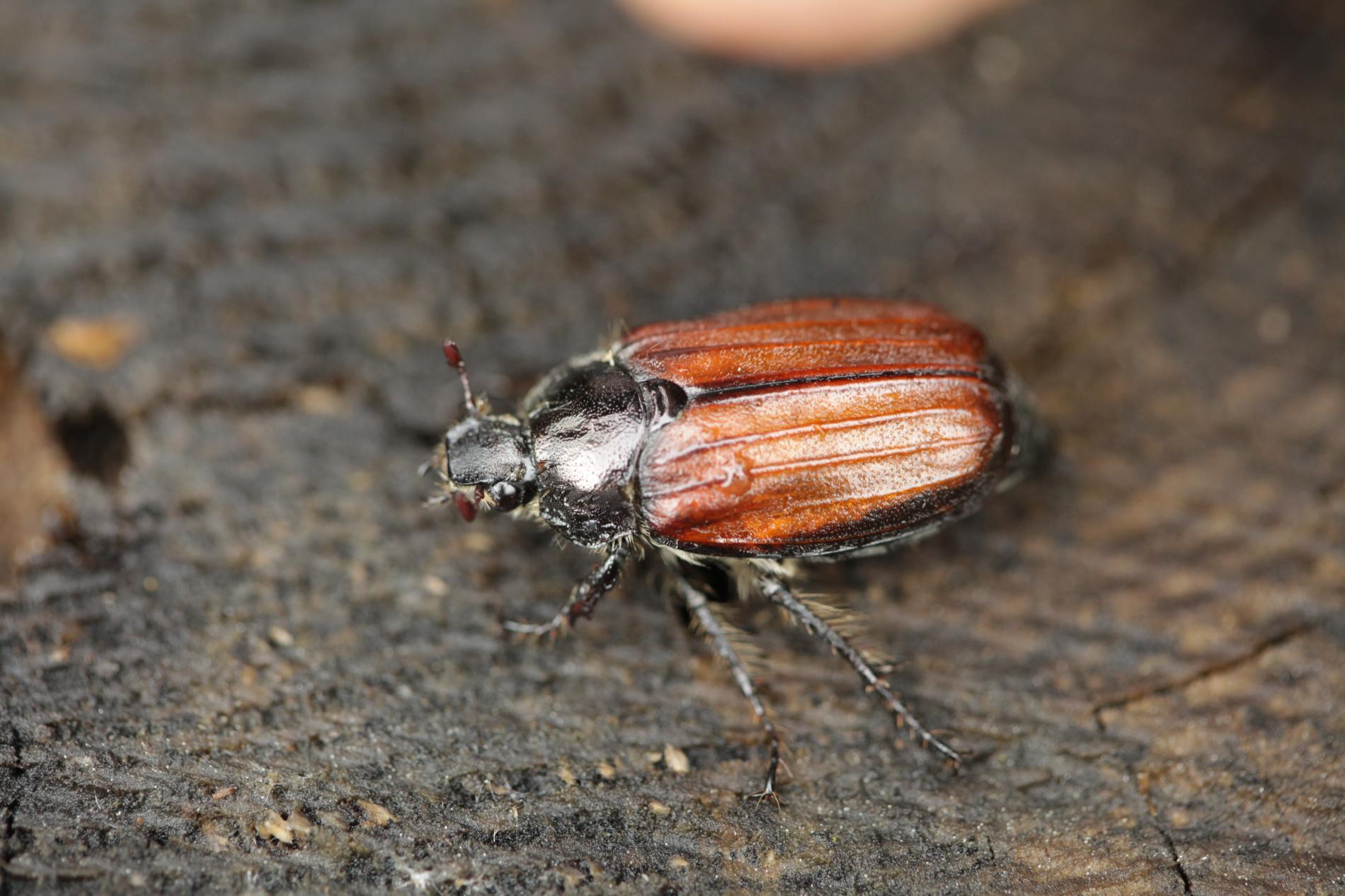 melolontha-hippocastani