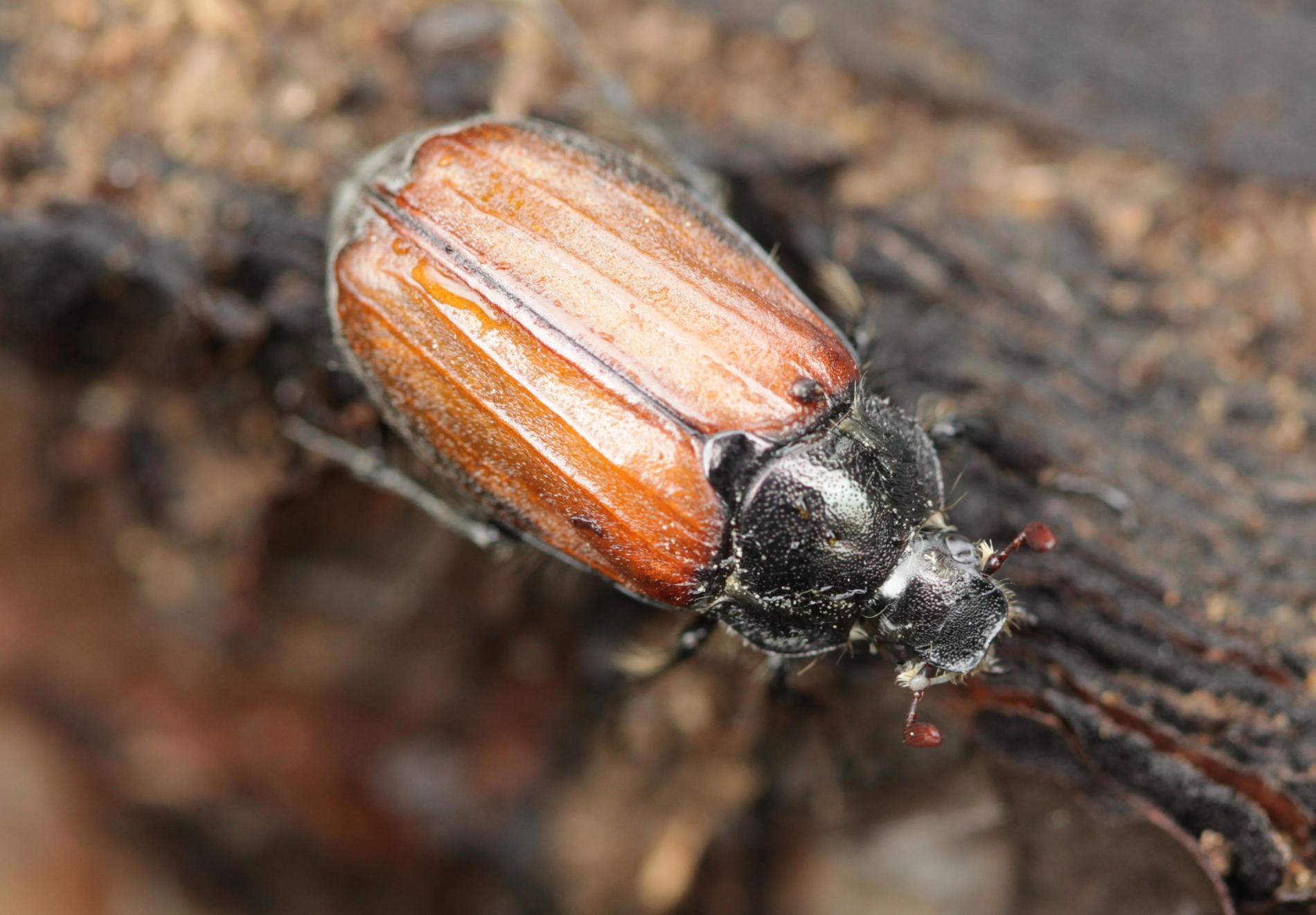 melolontha-hippocastani