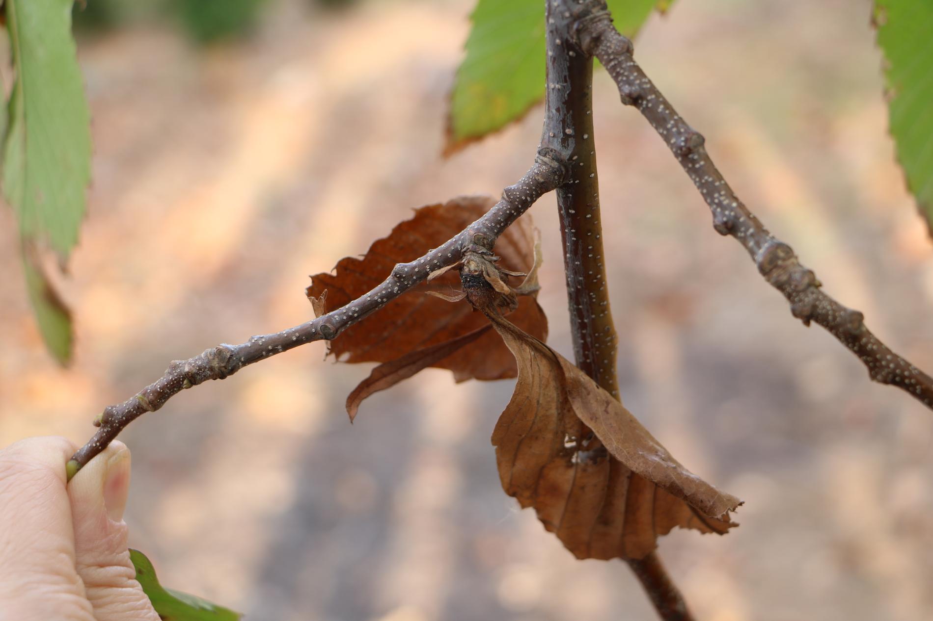 dryocosmus-kuriphilus