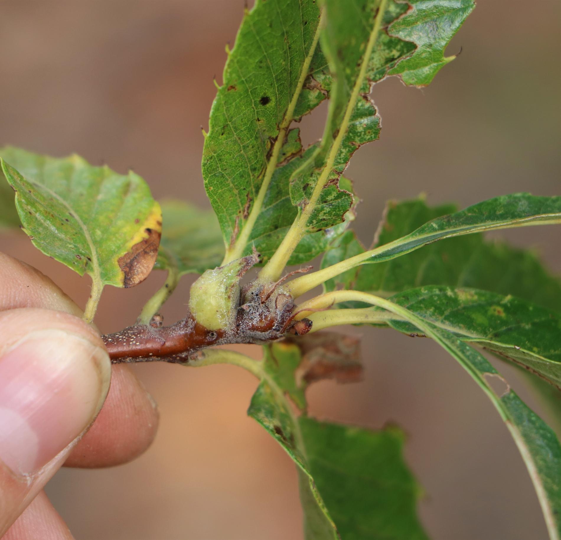 dryocosmus-kuriphilus