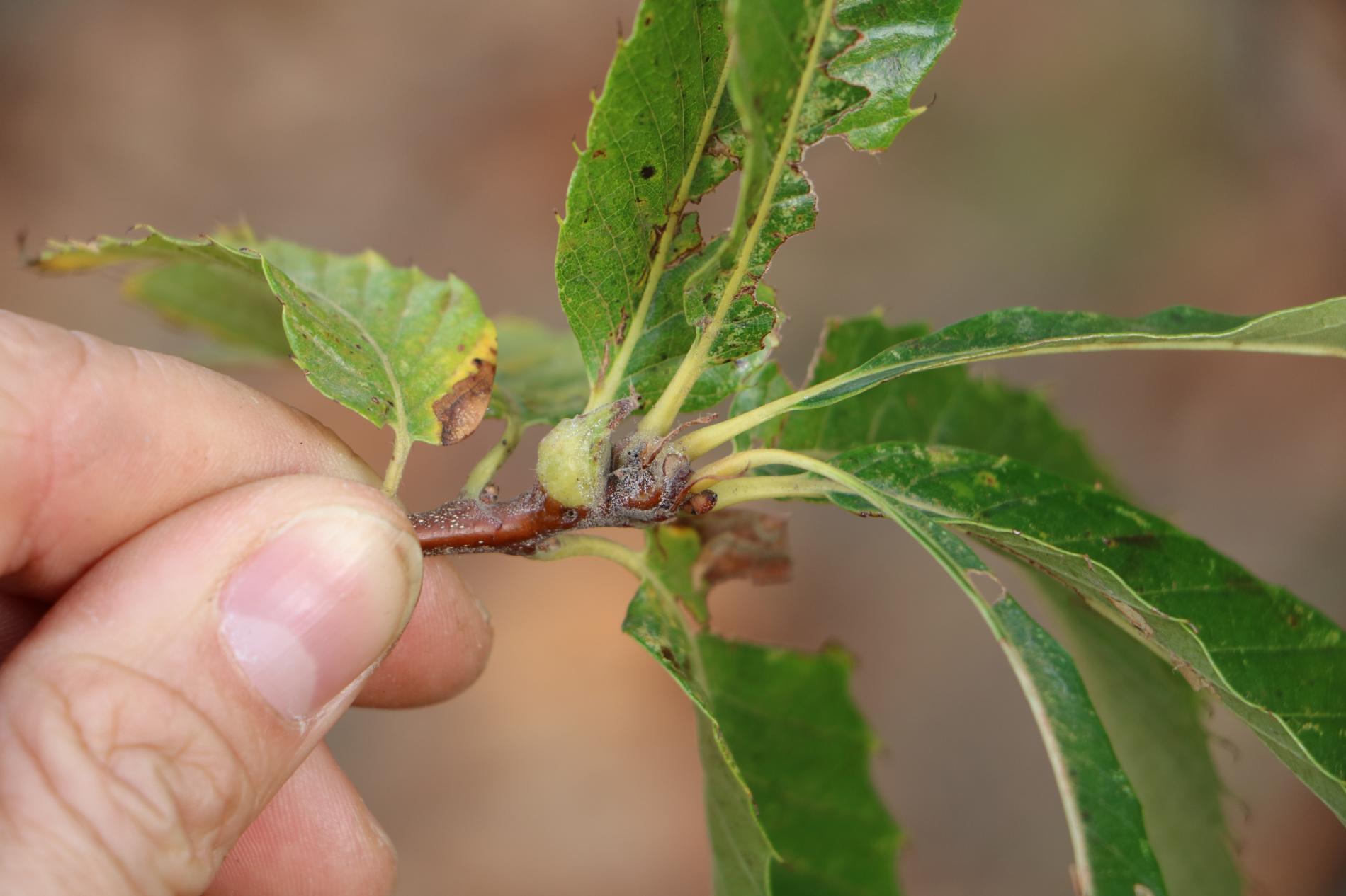 dryocosmus-kuriphilus