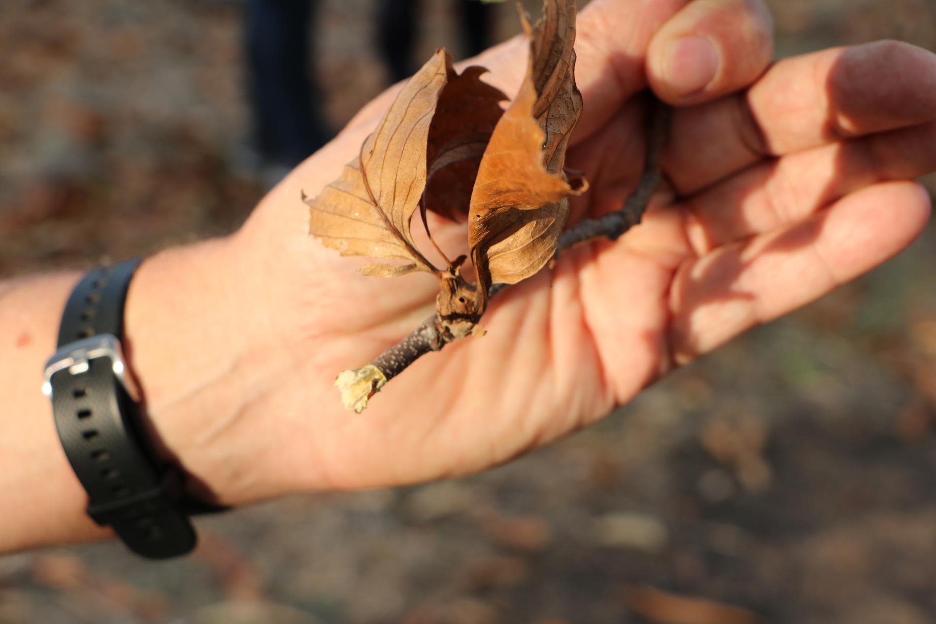 dryocosmus-kuriphilus