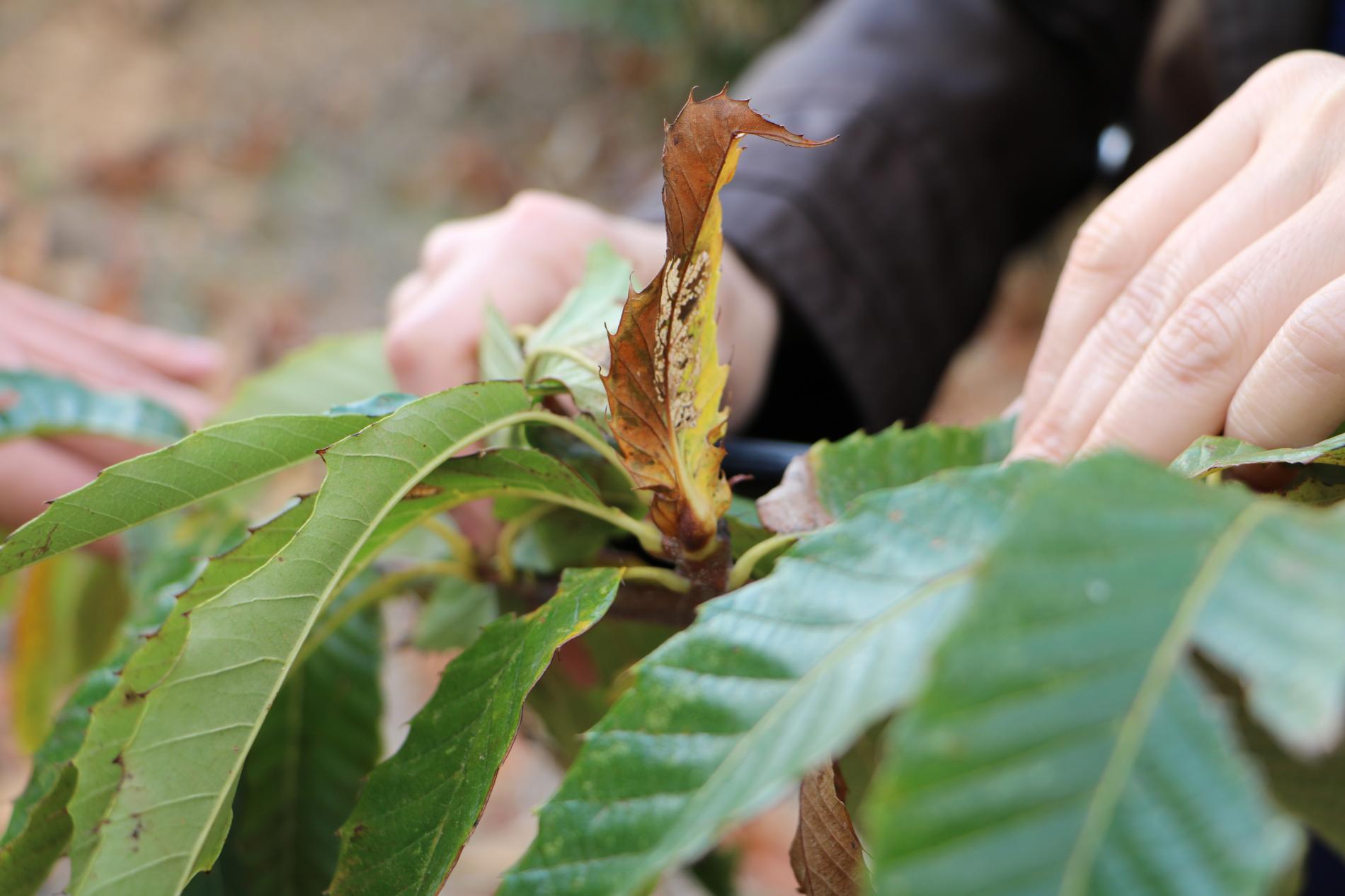 dryocosmus-kuriphilus