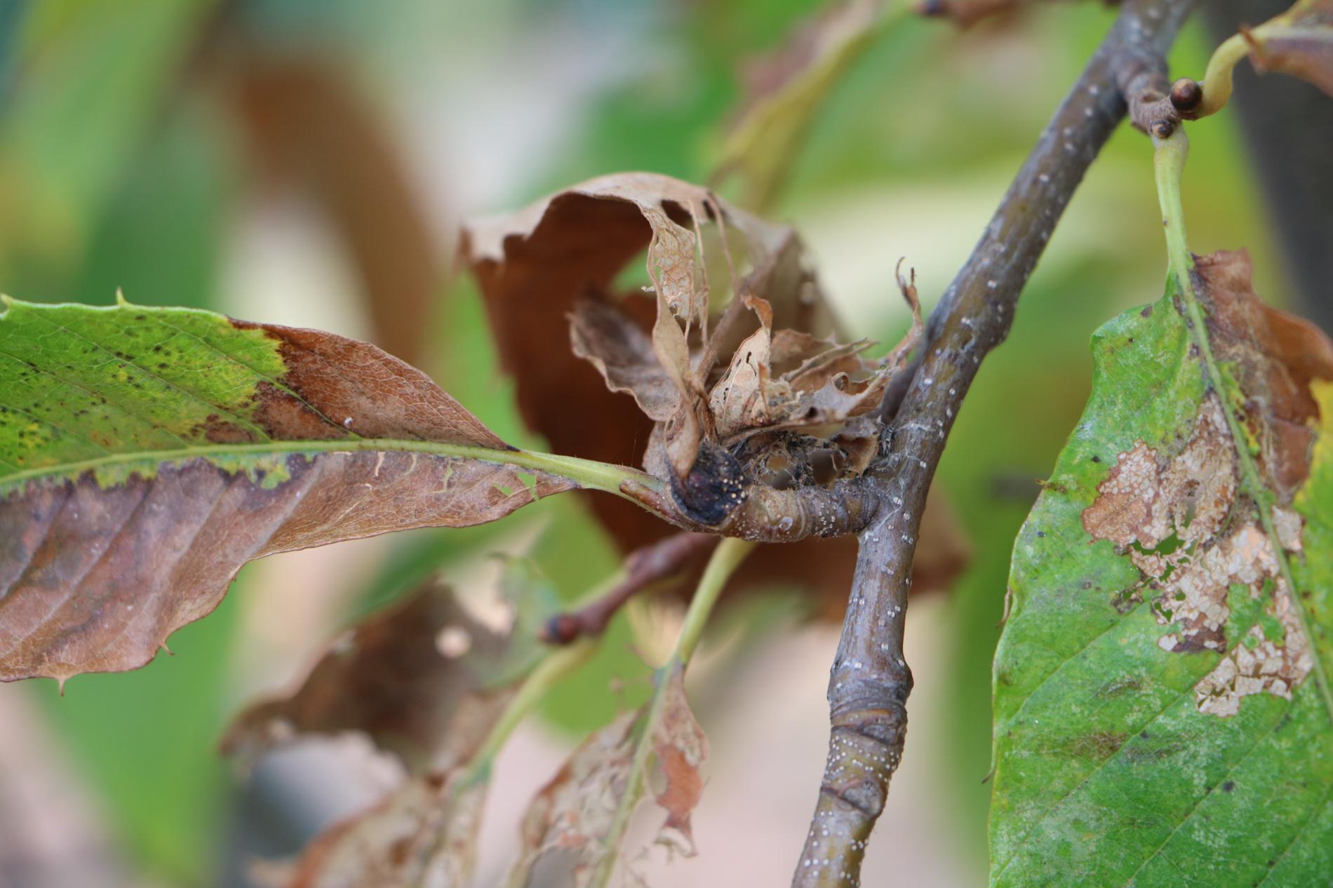 dryocosmus-kuriphilus