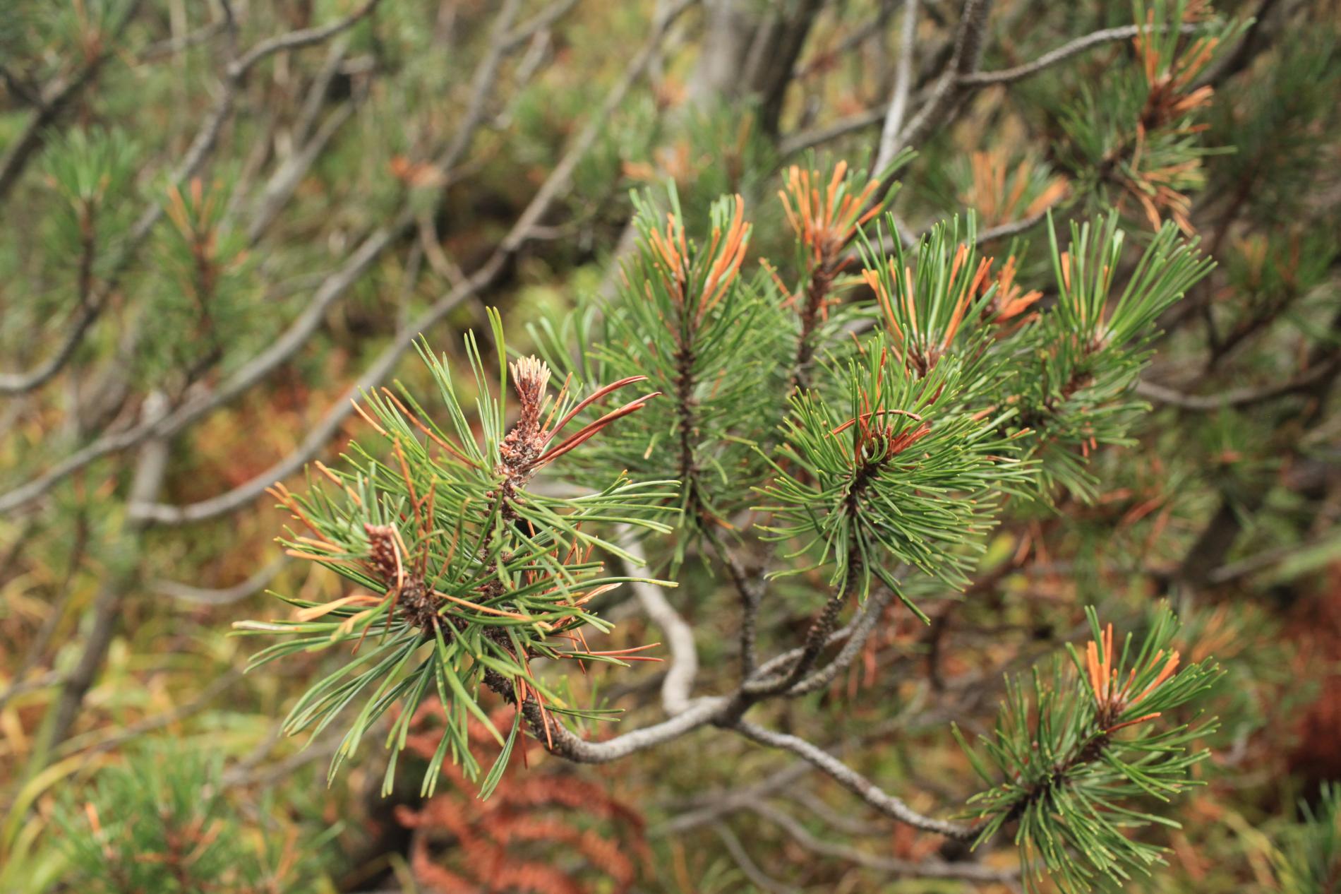 thecodiplosis-brachyntera