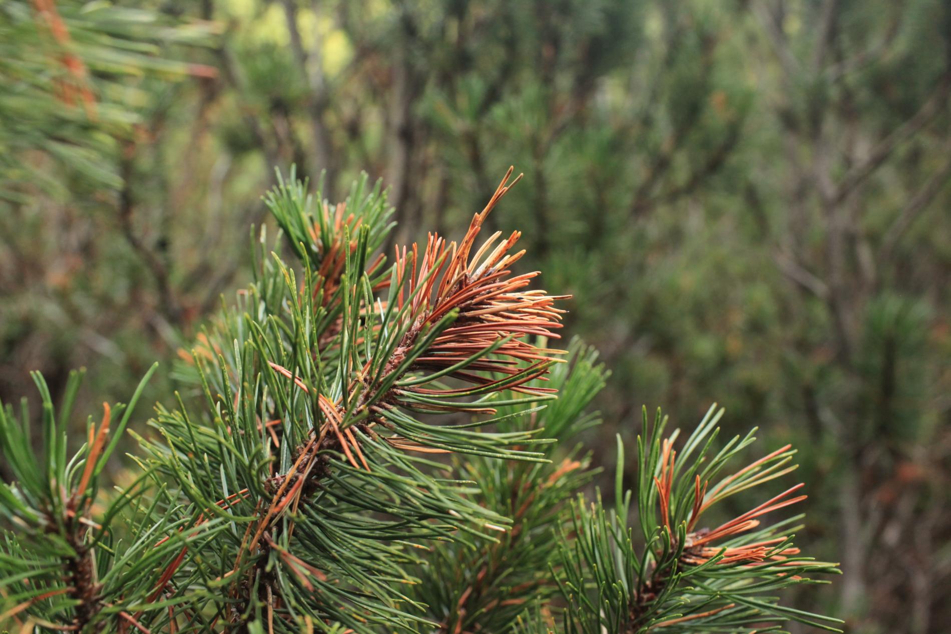 thecodiplosis-brachyntera