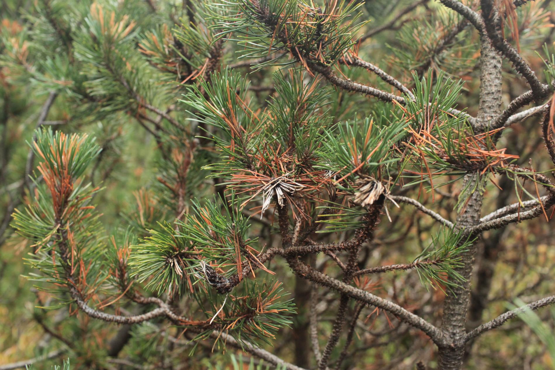 thecodiplosis-brachyntera