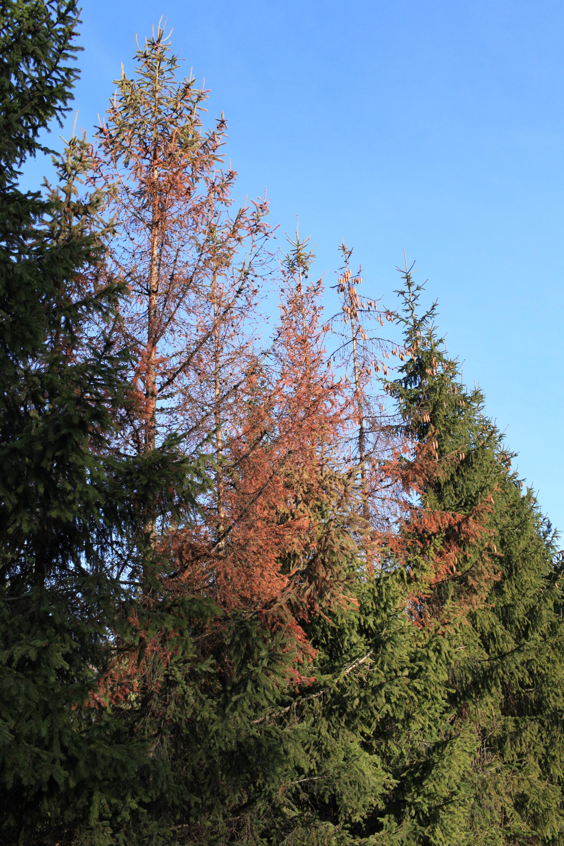 pityogenes-chalcographus