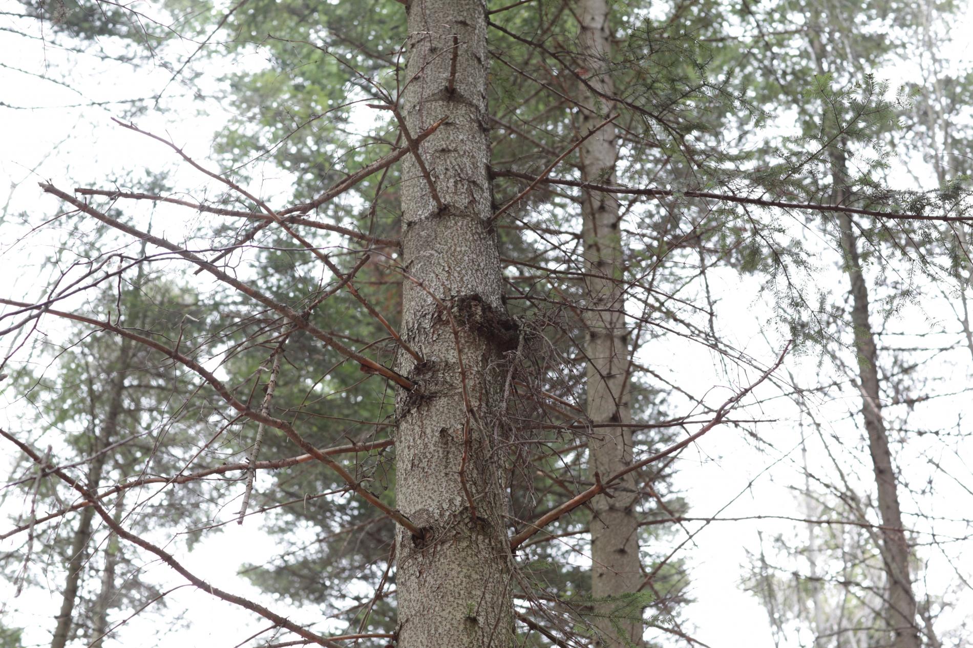 melampsorella-caryophyllacearum