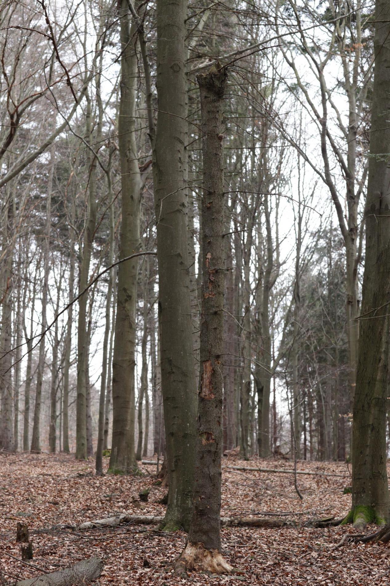 melampsorella-caryophyllacearum