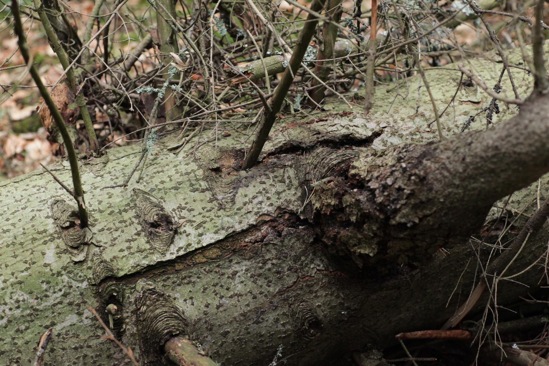 melampsorella-caryophyllacearum