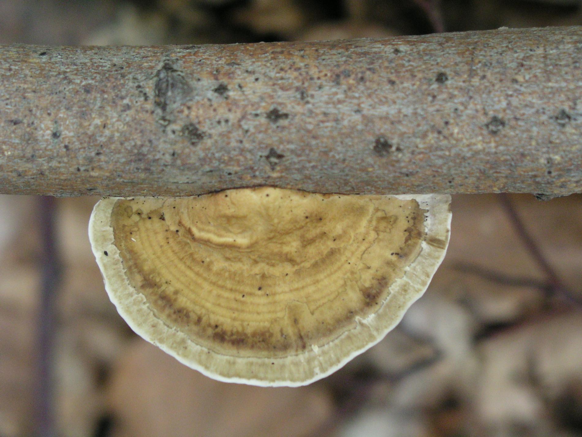 daedalopsis-confragosa