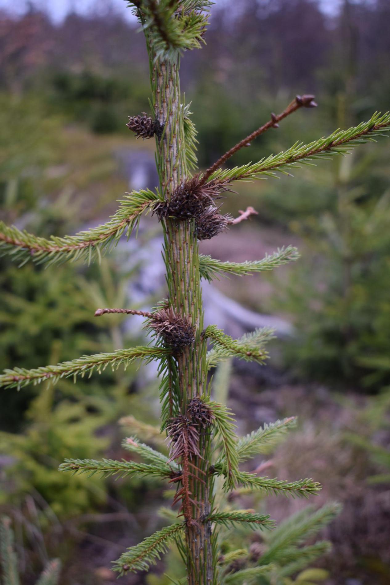 sacchiphantes-viridis