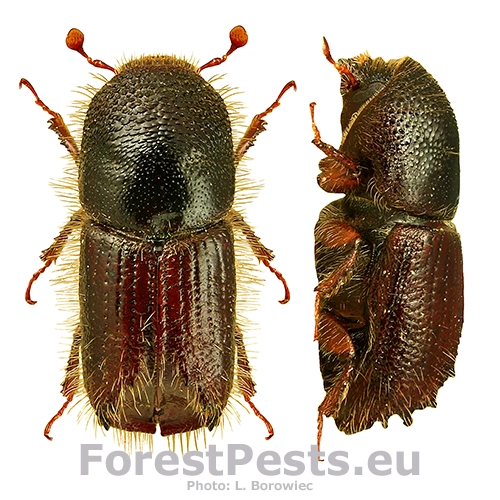 Lykožr&uacute;t smrekov&yacute;