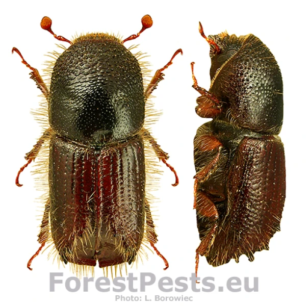 Lykožr&uacute;t smrekov&yacute;