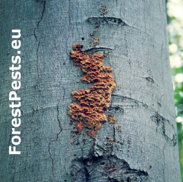 Ry&scaron;avec k&ocirc;rovit&yacute;