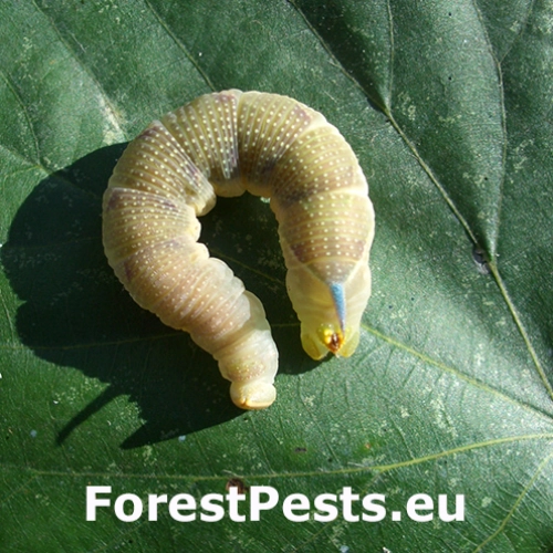 Li&scaron;aj lipov&yacute;