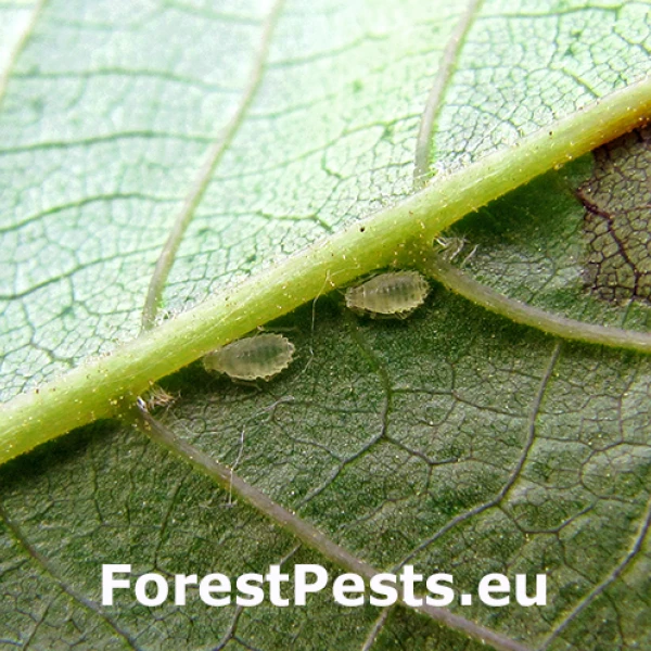 Strom&aacute;rka Chromaphis juglandicola