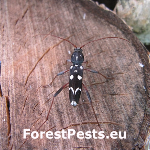 Fuz&aacute;č Isotomus speciosus