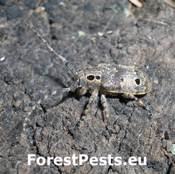 Vrz&uacute;nik orechov&yacute;