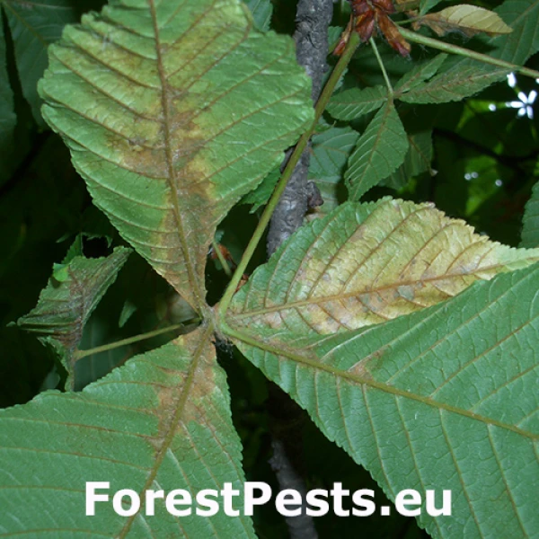 Roztočec ovocn&yacute;