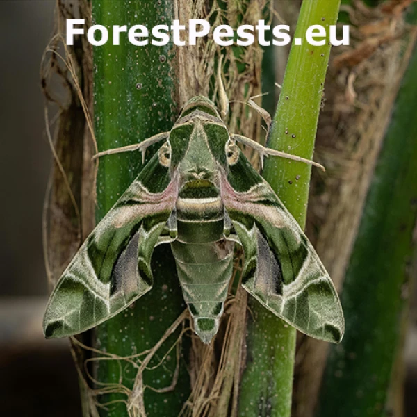 Li&scaron;aj oleandrov&yacute;