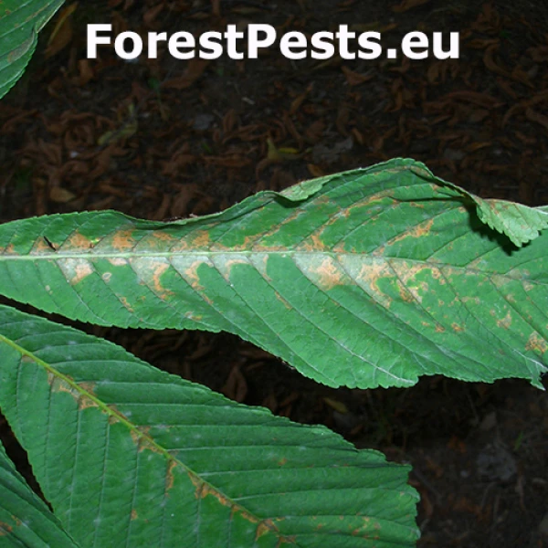 Roztoč Eotetranychus pruni